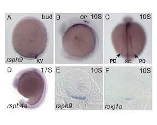 海口可靠代怀公司-浙江代怀保密咨询