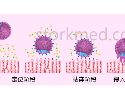 金贝供卵价格表_能做供卵试管么_试管婴儿不着床的原因有哪些?【胚胎着床失