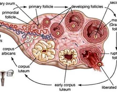 有供卵试管医院_供卵中心靠谱吗,国内正规供卵试管医院一览？