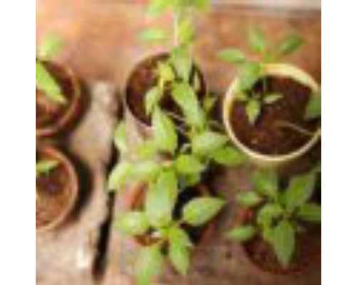 柑橘和红茶帮你预防卵巢癌 预防卵巢癌的三类食物