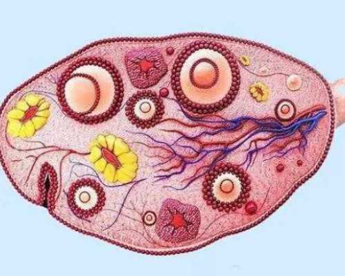 胚胎移植后要休息吗,代怀助孕公司