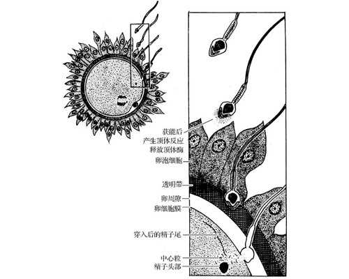 试管婴儿需要什么证,试管三代供卵