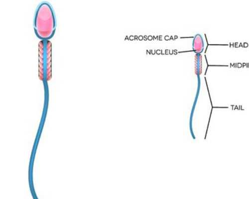 江苏助孕专业吗 江苏省人类精子库申请精子流程 ‘怎样看b超双顶径看男女’
