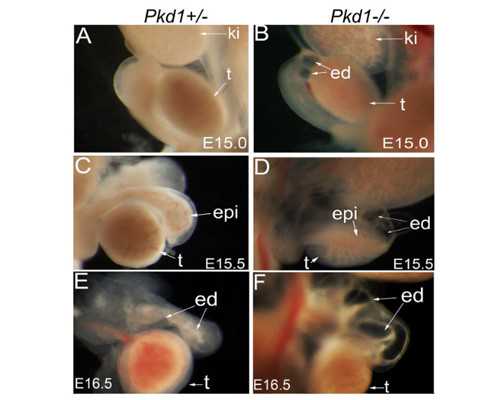 b超检查卵泡怎么检查(b超卵泡怎么监测)
