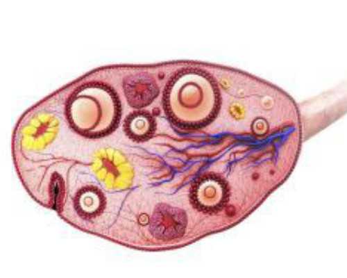 供卵联系_如何到做供卵试管_白山供卵试管婴儿成功率捐卵