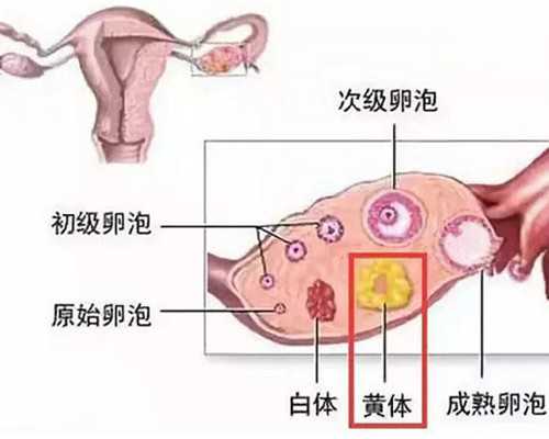 供卵中介哪家靠谱_泰国供卵,新疆维吾尔自治区2026年供卵试管助孕医院排名(含