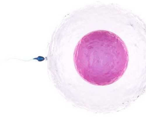 海口供卵代生-海口家圆医院供卵