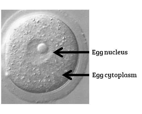 海口试管婴儿三代的利弊海口试管婴儿费用大约多少