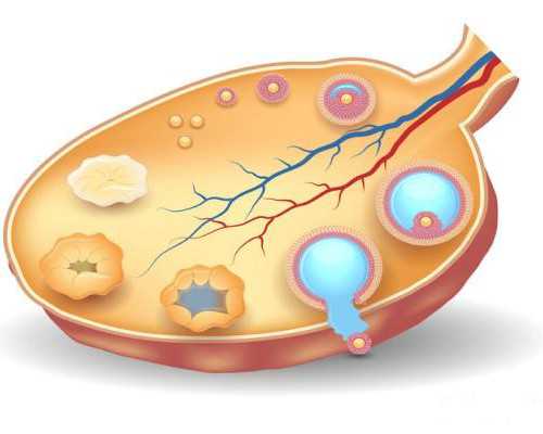 试管案例｜甲状腺水平低、国内试管失败3次，第三代试管婴儿注意什么？-戒不