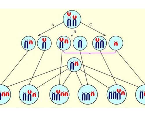 2026在去上海同济医院排队做供卵试管的费用大约多少钱？-带孩子乘坐公共交通