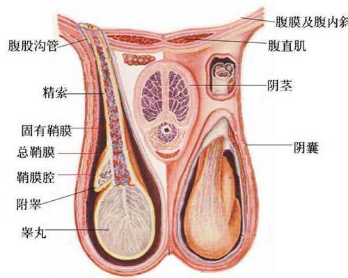 海口试管婴儿三代的利弊海口试管婴儿费用大约多少